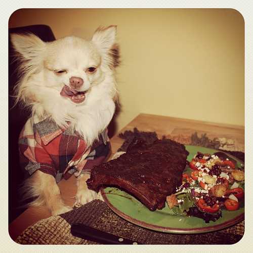 Gizmo eating cake 