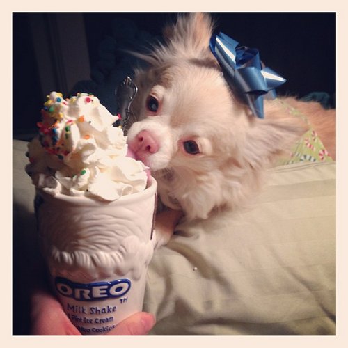 Gizmo eating ice cream