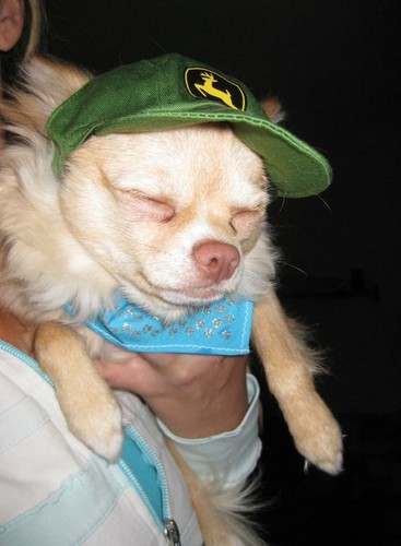 Gizmo in John Deere Hat-001