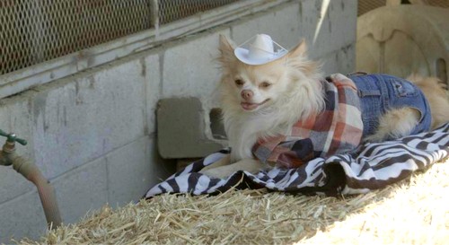 Gizmo on a hay bale and in a hat-004