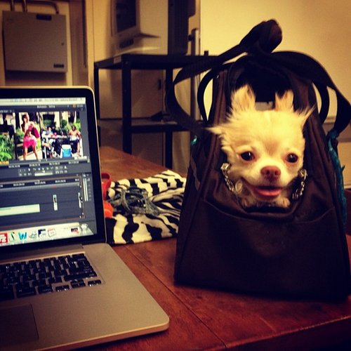 Gizmo's Man Cave is a Purse-001